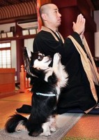 chihuahua imiteert Zen-meester