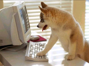 Hond kopen op het internet