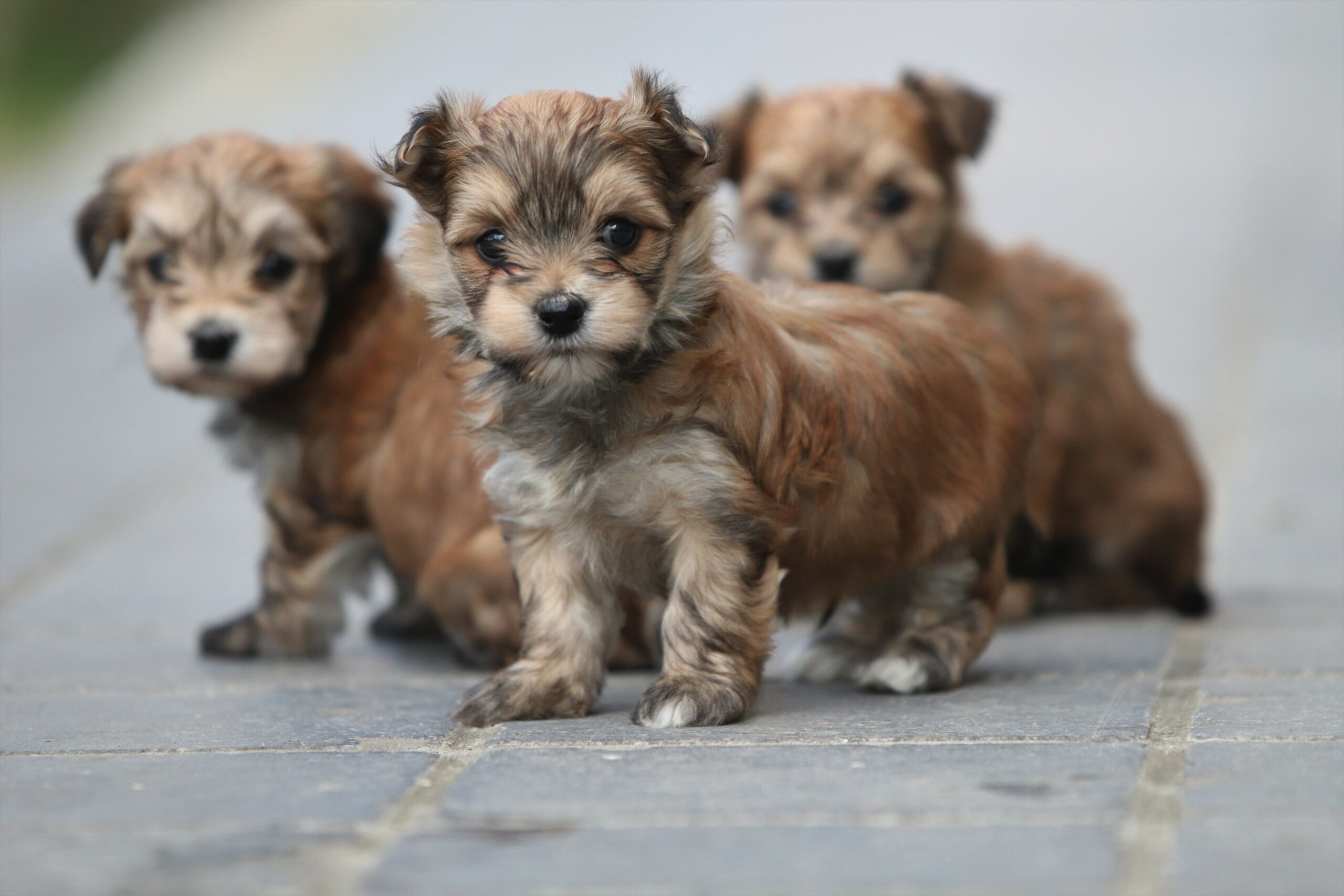 Boomer pups: De ultieme gids voor verzorging, training en liefde.