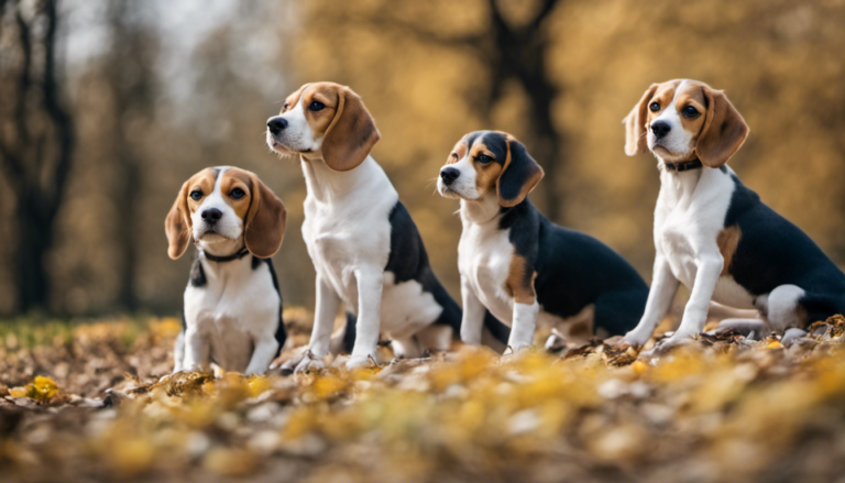 Beagle puppy's in verschillende kleuren