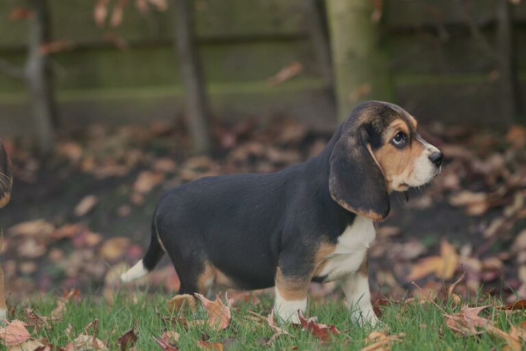 Beagle Training Meesteren: Een Gids voor Elke Fase