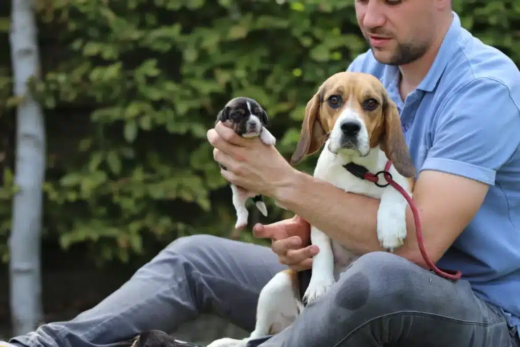 Beagle Fokkers Vinden: Een Uitgebreide Gids Beagle belle 5